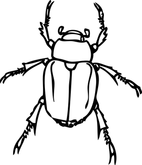 Black Background Beetle Image PNG with transparent background