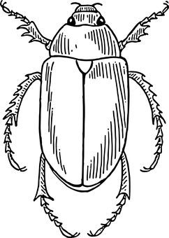 Black Background Beetle Silhouette PNG with transparent background