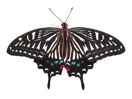 Black Background Butterfly PNG with transparent background