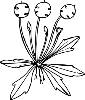 Black Background Floral Composition PNG with transparent background