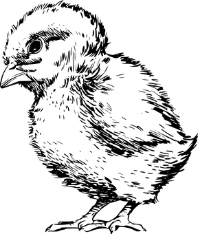 Black Background Placeholder PNG image with a transparent background, free high-resolution download