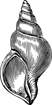 Black Background Shell Image PNG with transparent background