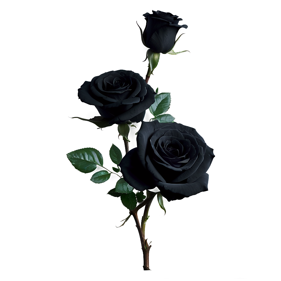 Black Beauty Roses PNG lhs PNG image with a transparent background, free high-resolution download