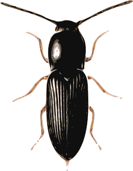 Black Beetle Illustration PNG with transparent background