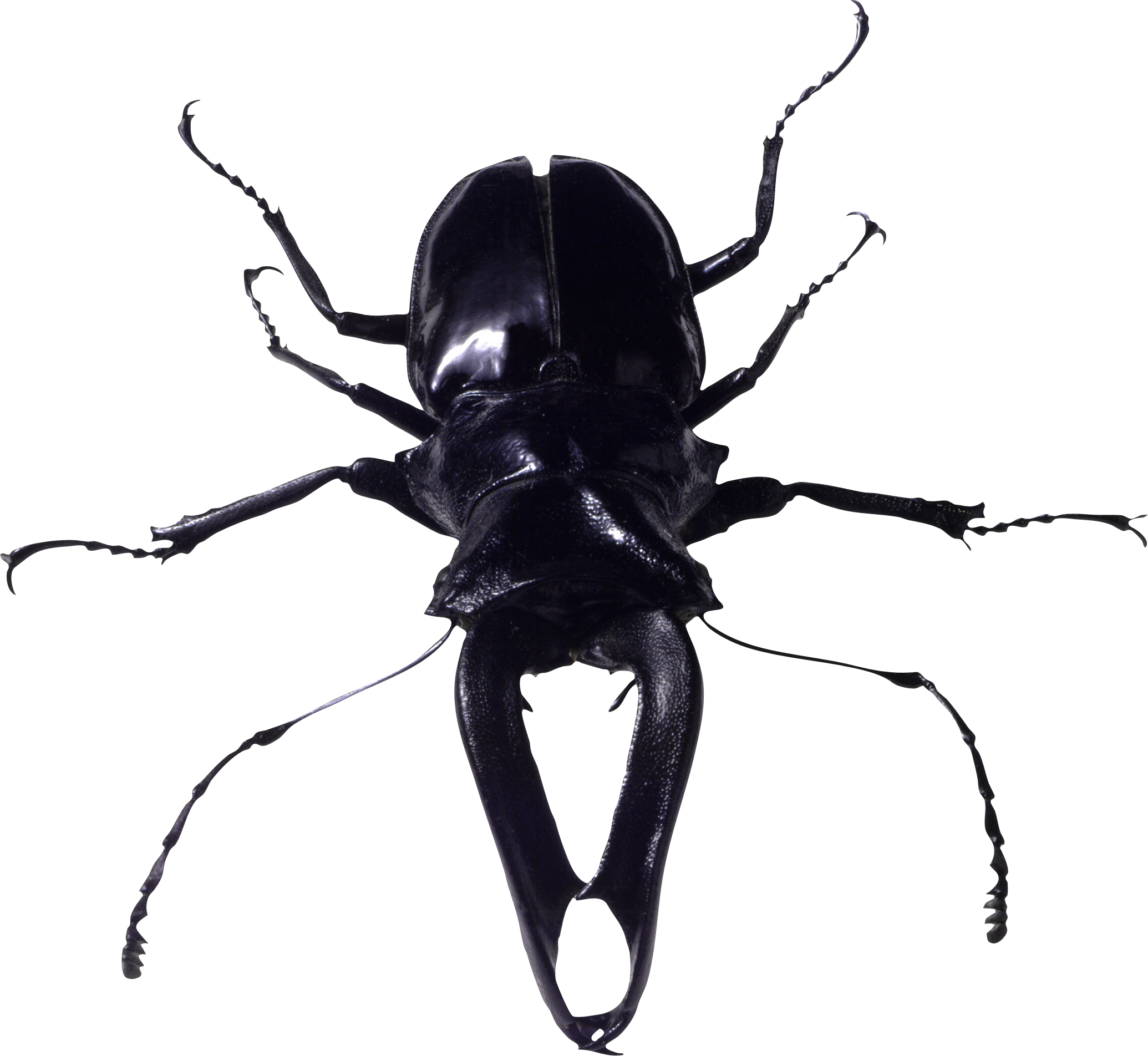 Black Beetle Specimen