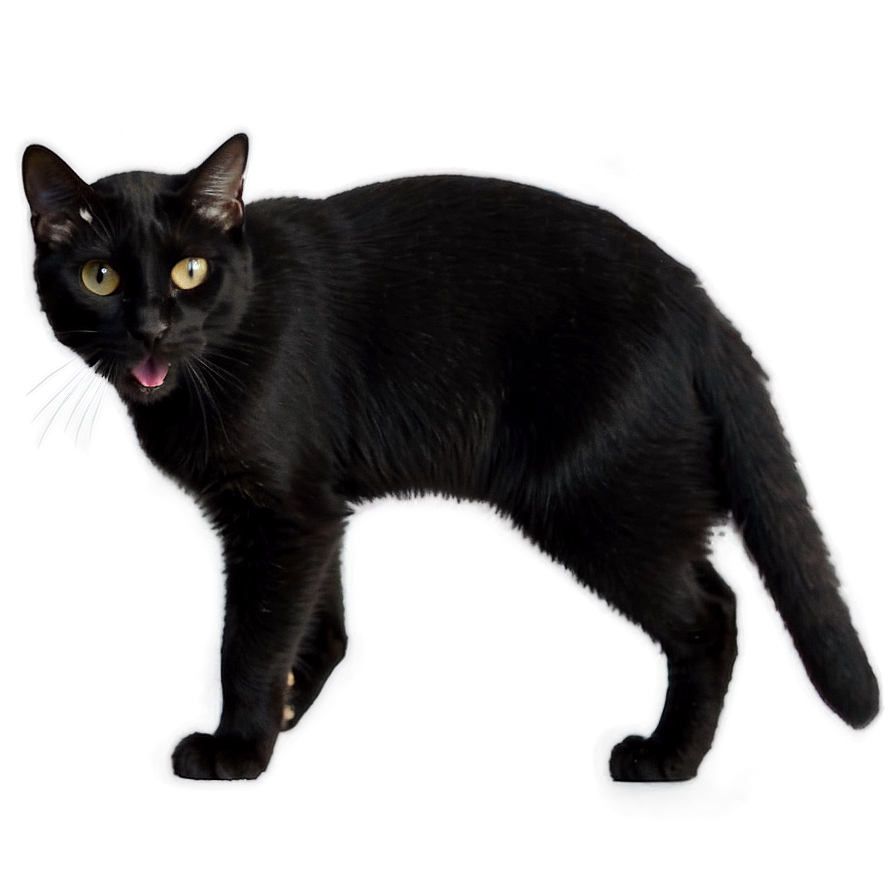 Black Cat Hissing Png 05232024