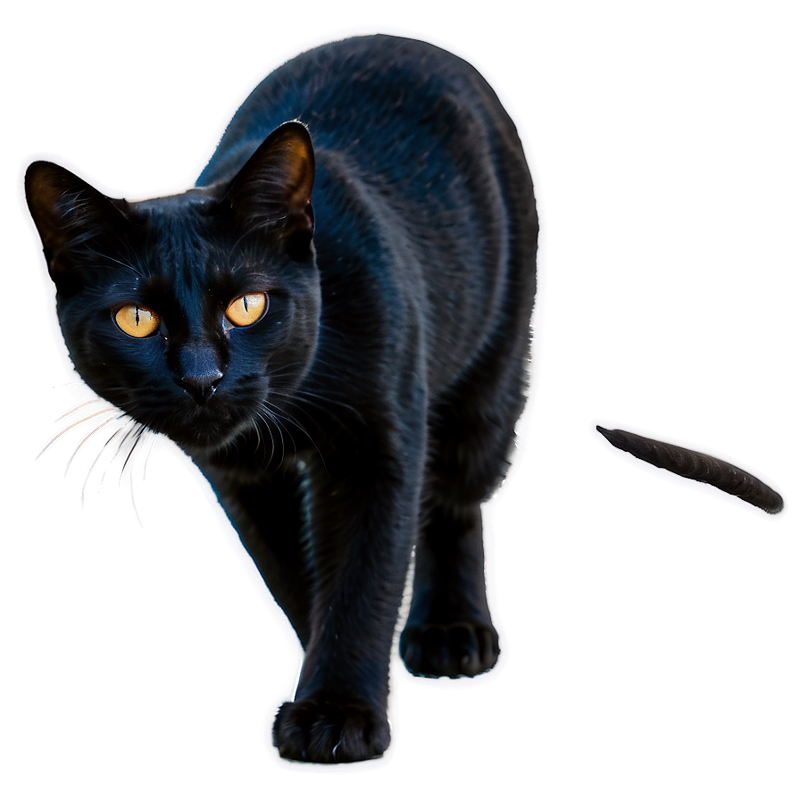 Black Cat Png 05252024