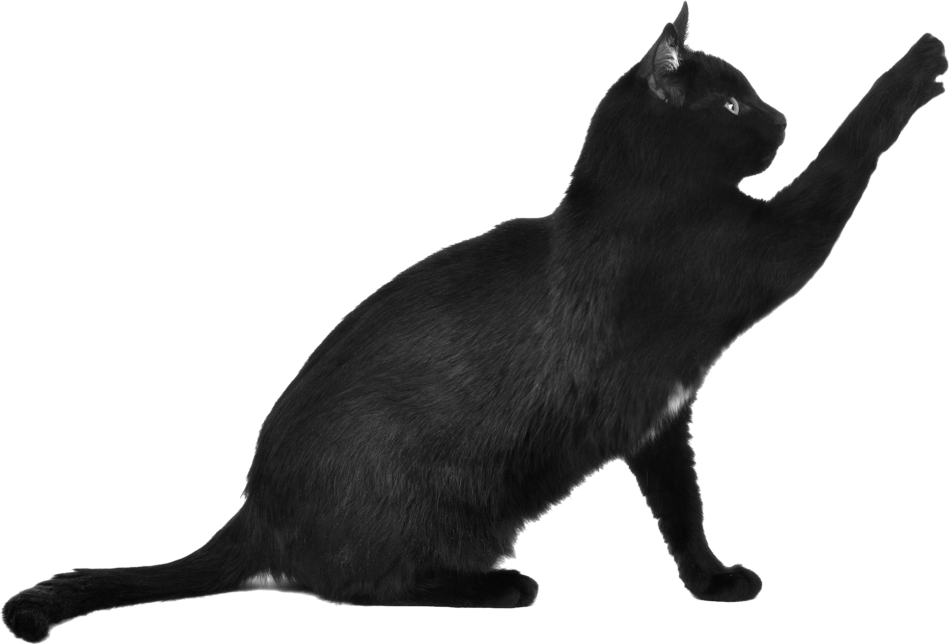 Black Cat Scratching - Black Cat Cat Png, Transparent Png PNG image with a transparent background, free high-resolution download