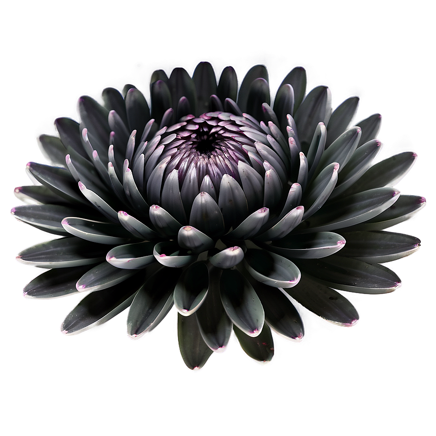 Black Chrysanthemum Mystery Png 11