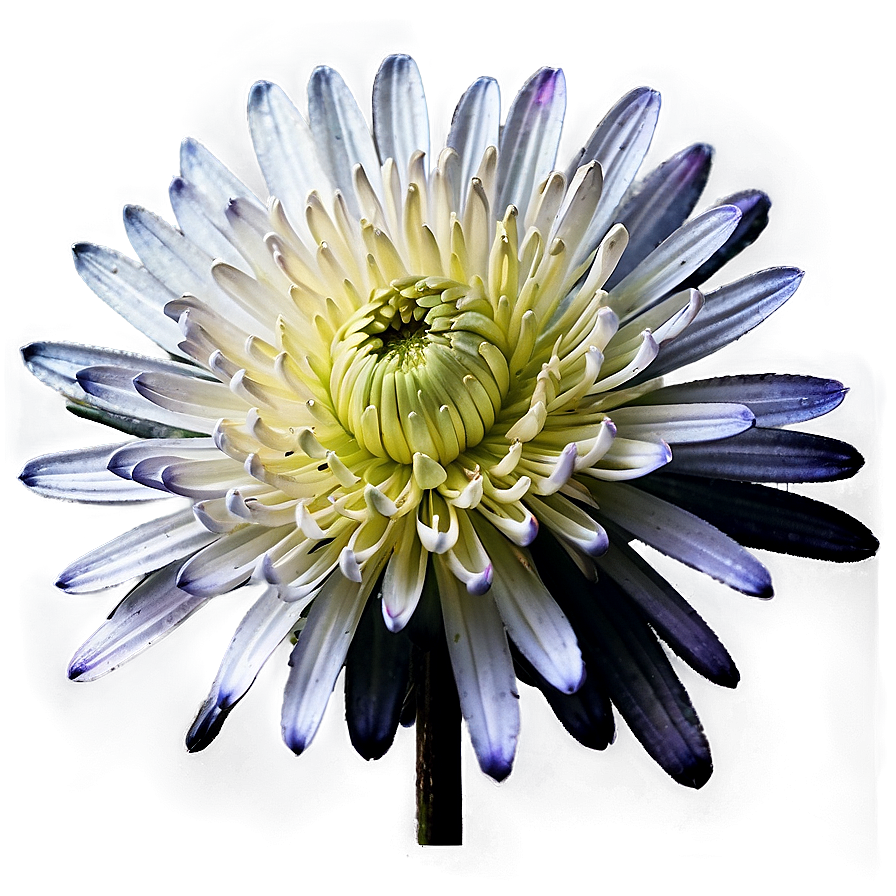 Black Chrysanthemum Mystery Png Fsr