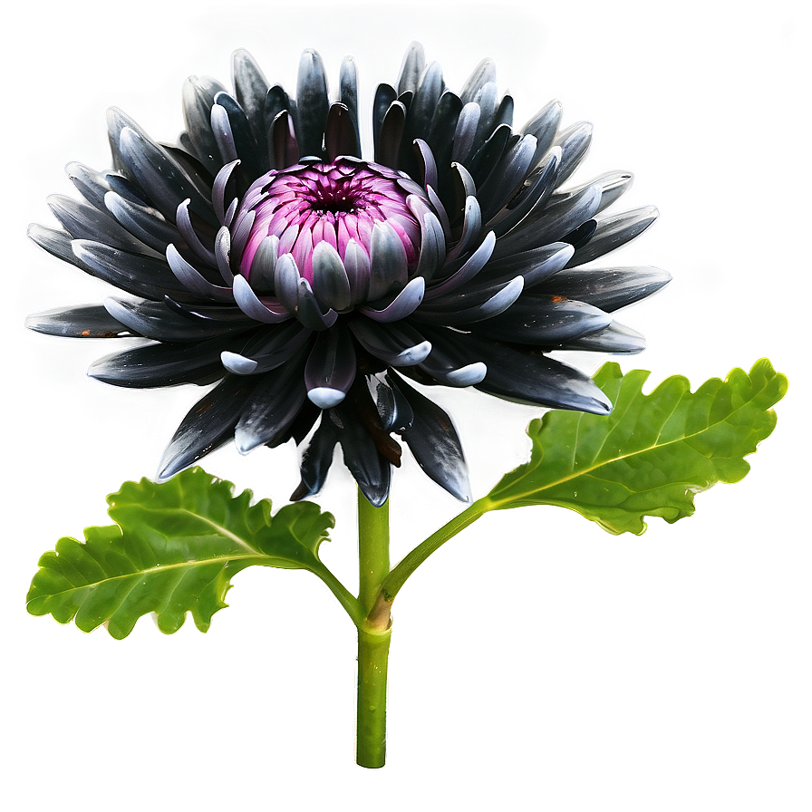 Black Chrysanthemum Mystery Png Teb66