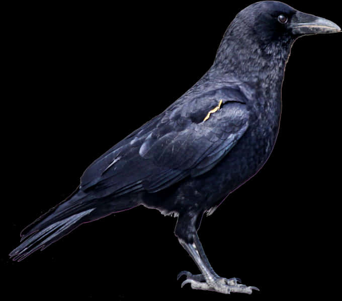 Black Crow Png Image - Crow Hd Images Png, Transparent Png PNG with transparent background