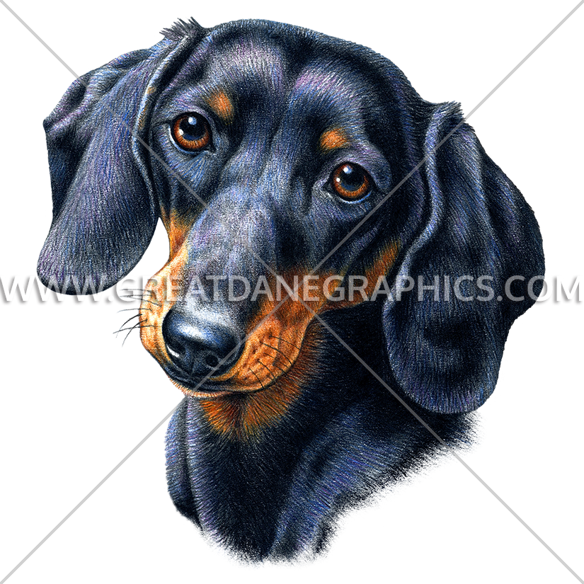 Black Dachshund Portrait