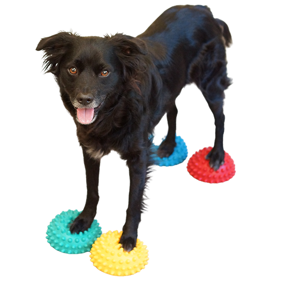 Black Dog Standing On Colorful Balls