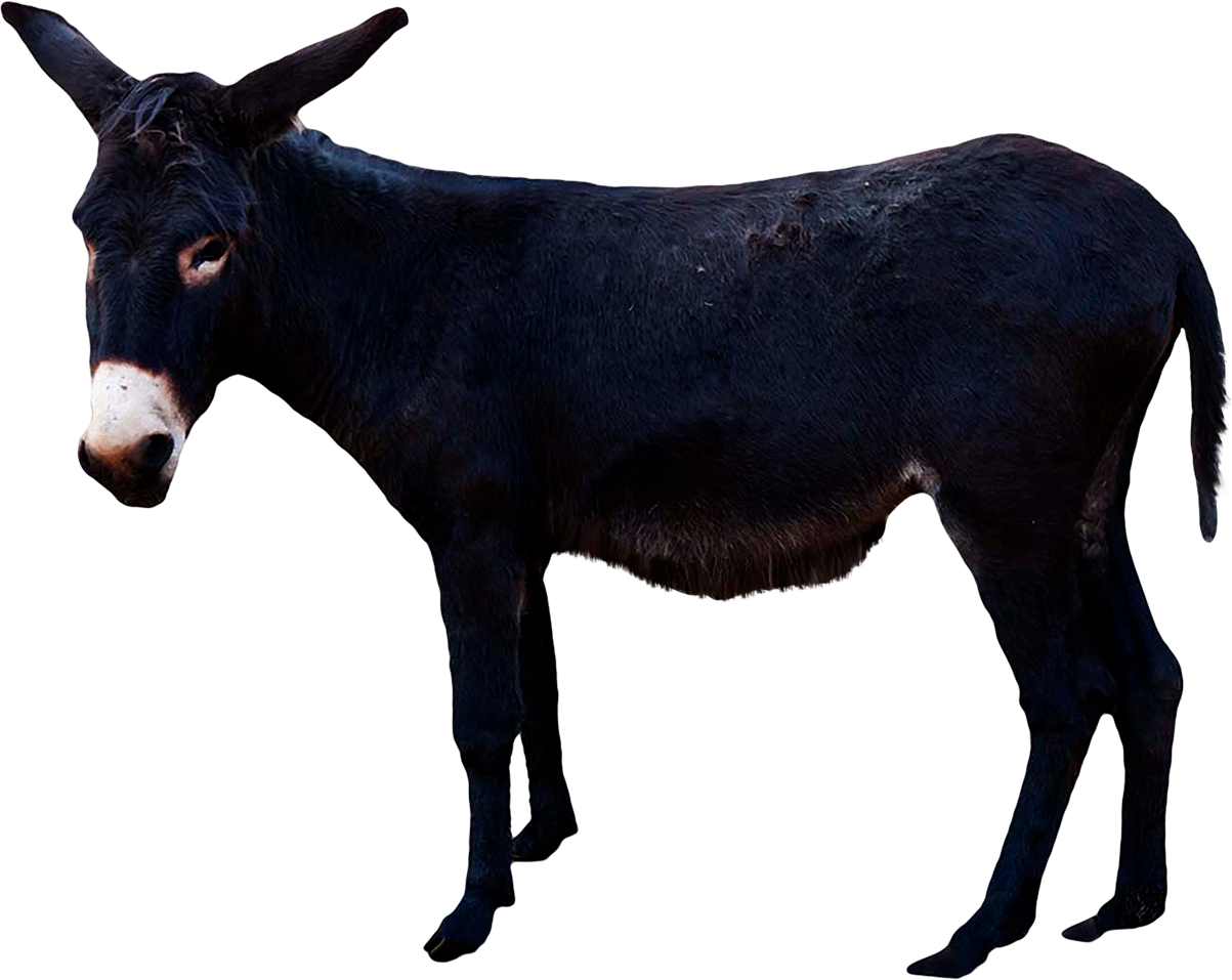 Download For Free Donkey Transparent Png Image - Donkey Transparent Background, Png Download PNG with transparent background
