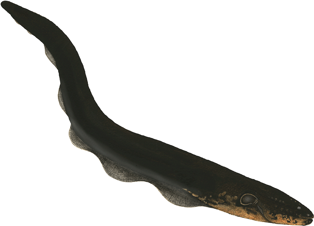 Black Eel Isolatedon Blue Background.png