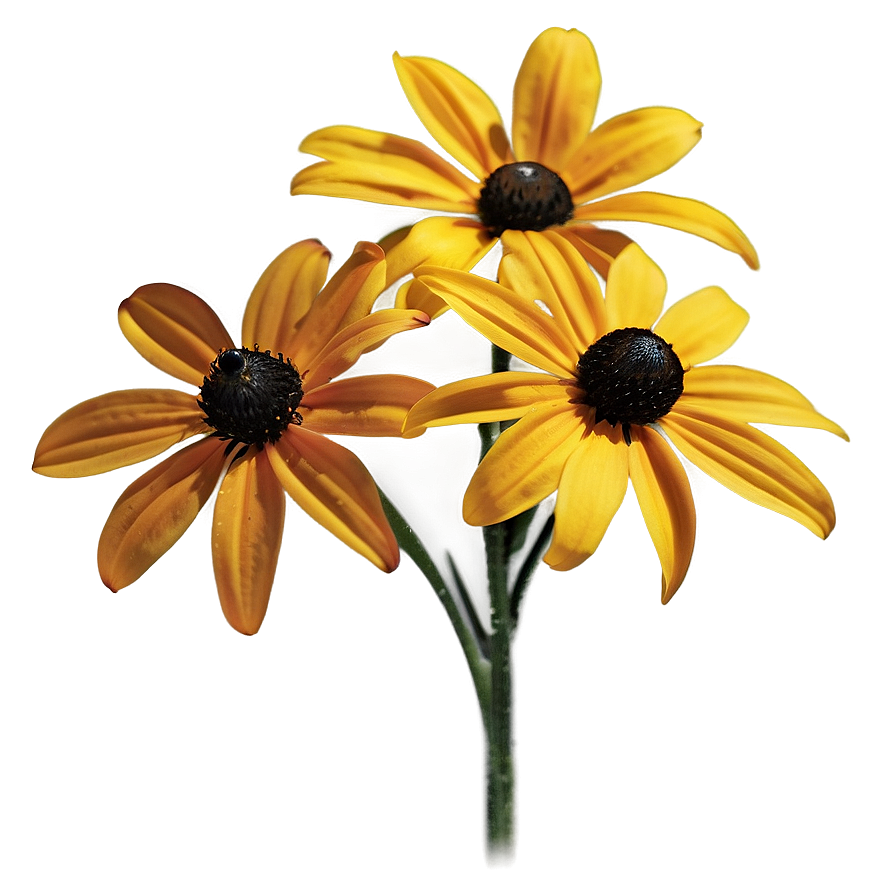 Black Eyed Susan C