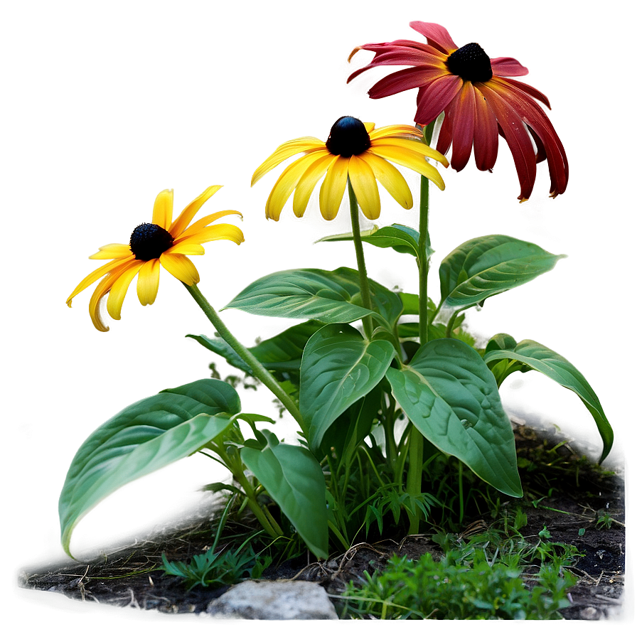 Black Eyed Susan Garden Path Png Prb