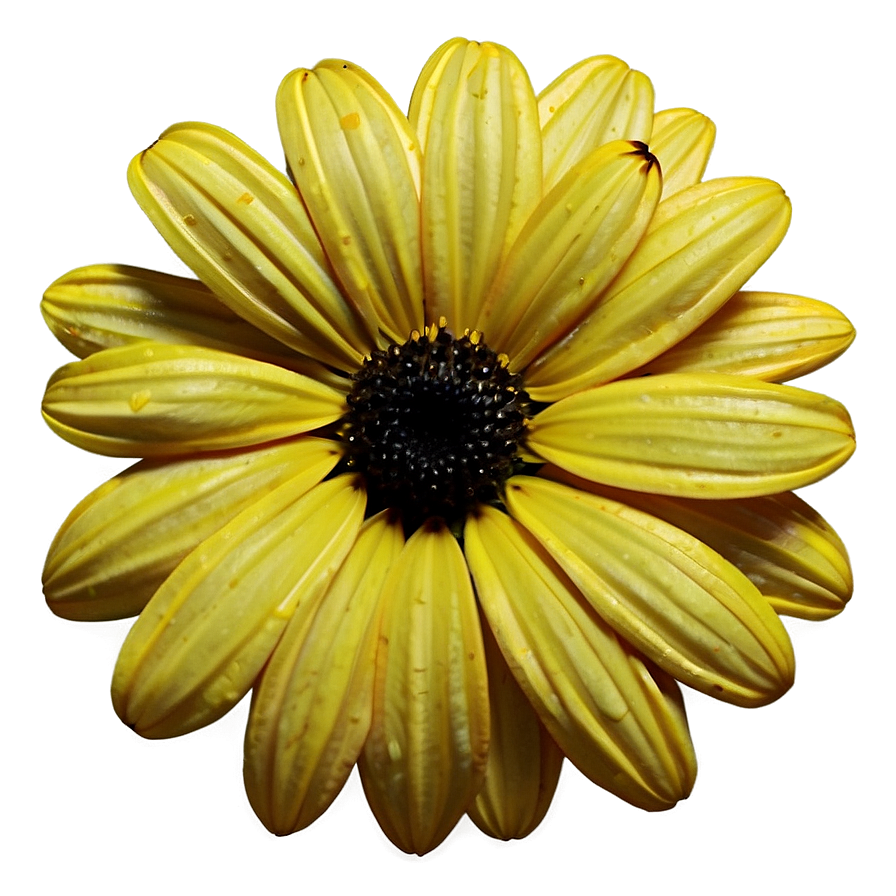 Black Eyed Susan Petals Close-up Png Vma88