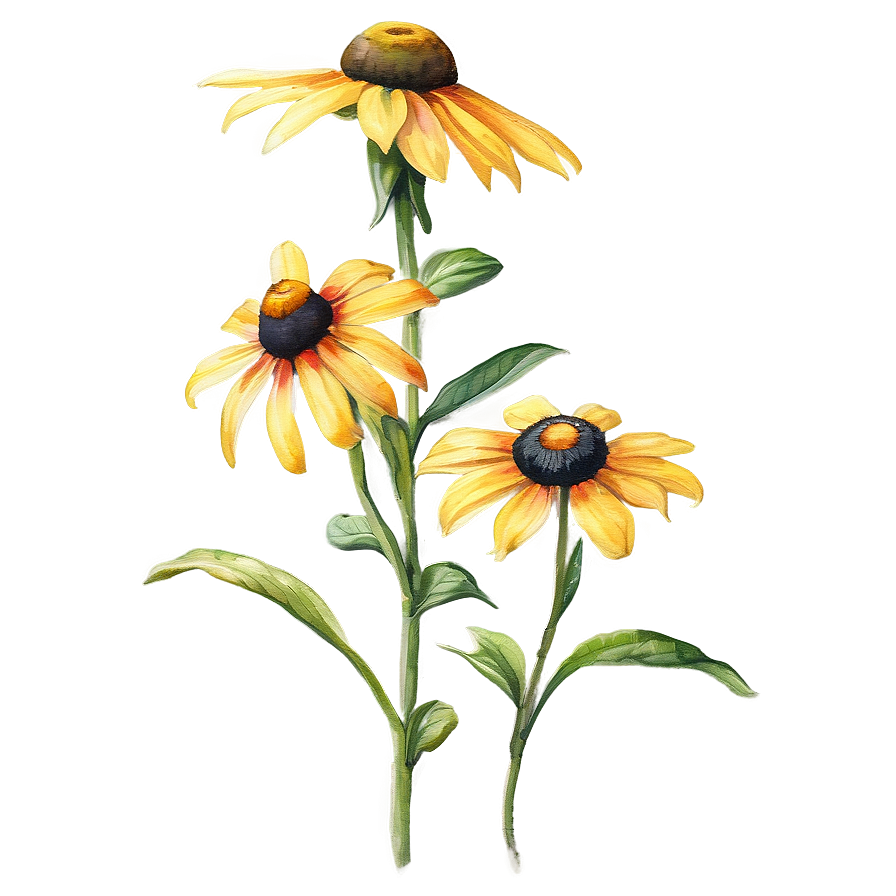 Black Eyed Susan Watercolor Art Png Adt23