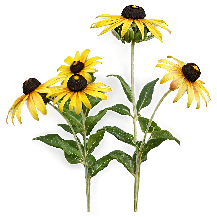 Black Eyed Susan Wildflower Png 31