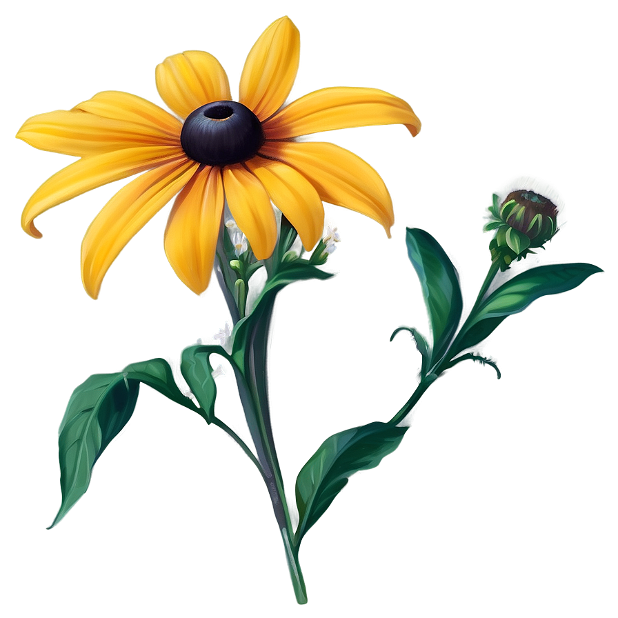 Black Eyed Susan Wildflower Png Uad