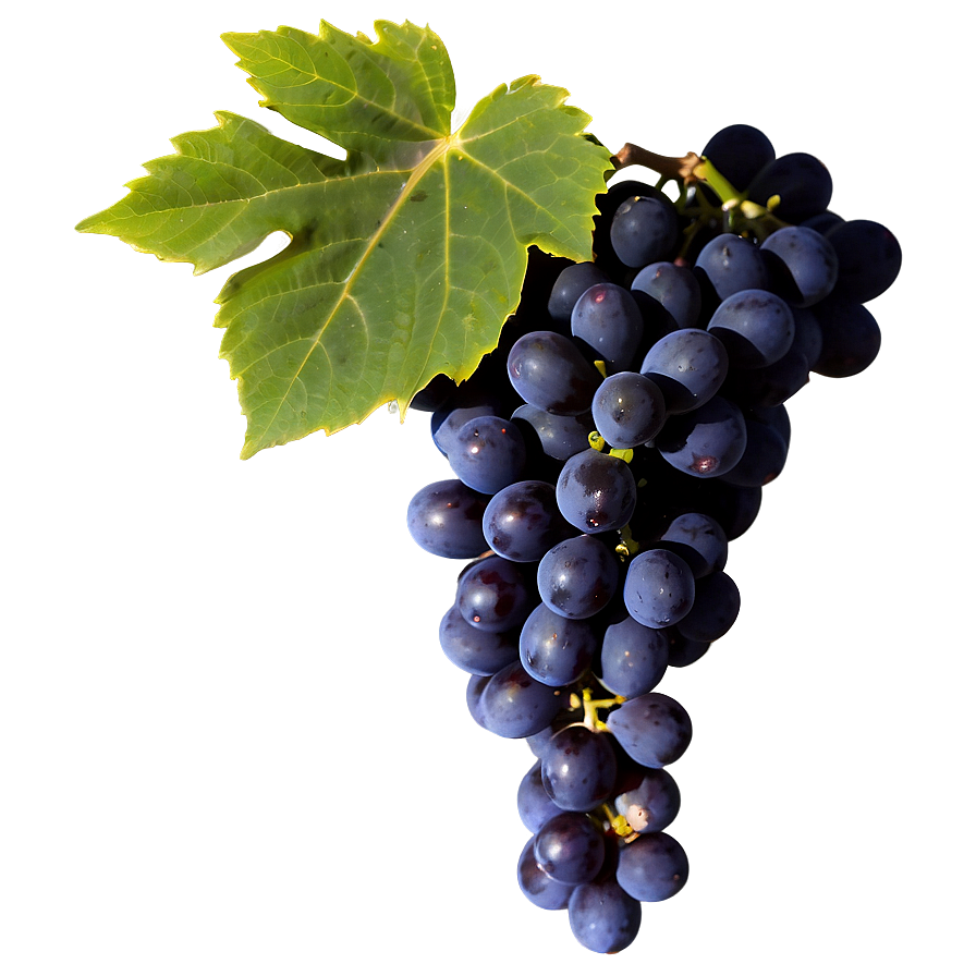 Black Grape Png 35