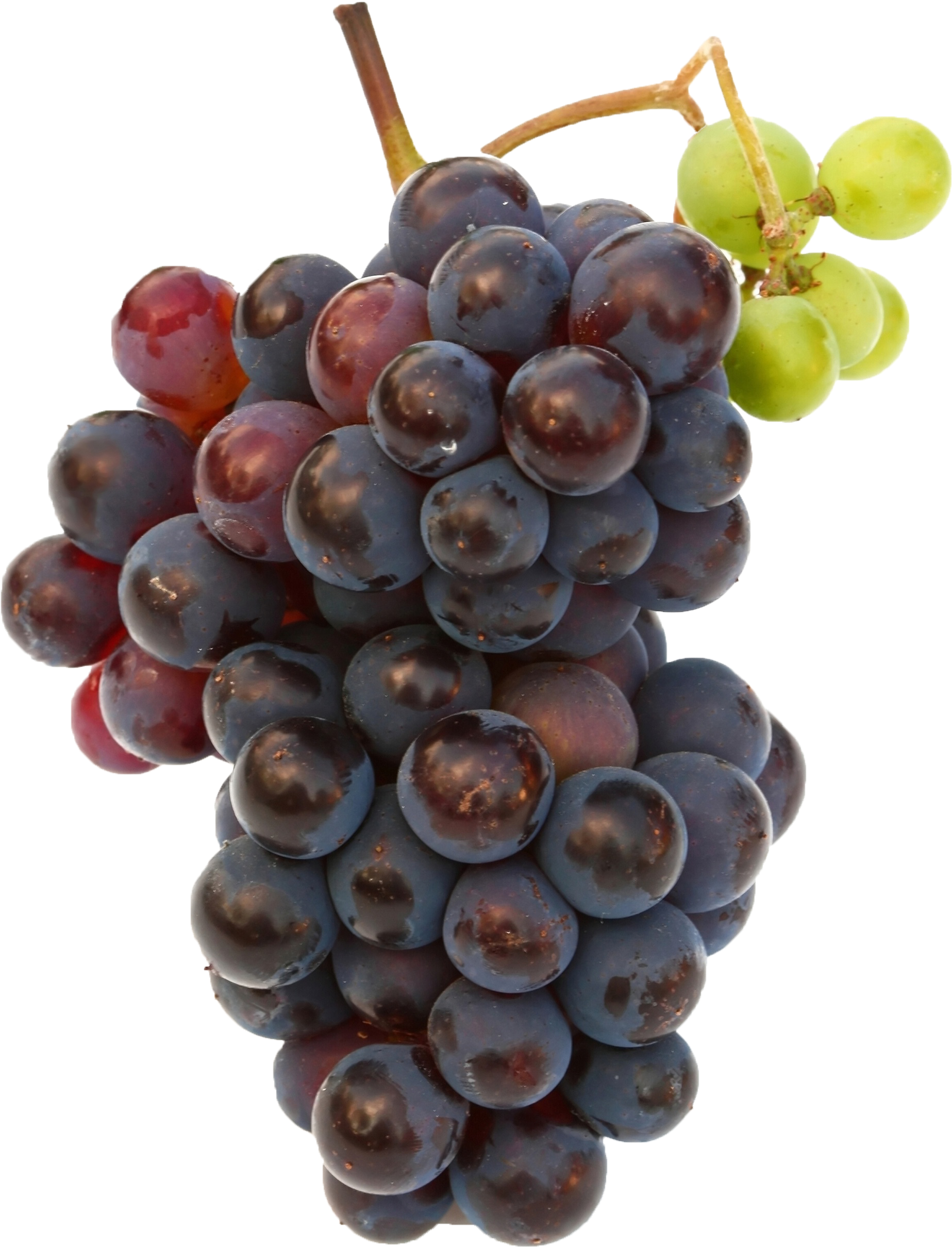 Black Grapes Png Free Commercial Use Image - Black Grapes Images Hd, Transparent Png PNG with transparent background