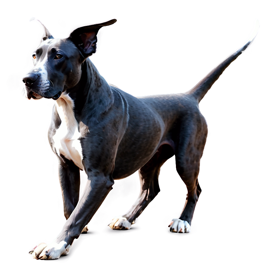 Black Great Dane Png 06212024