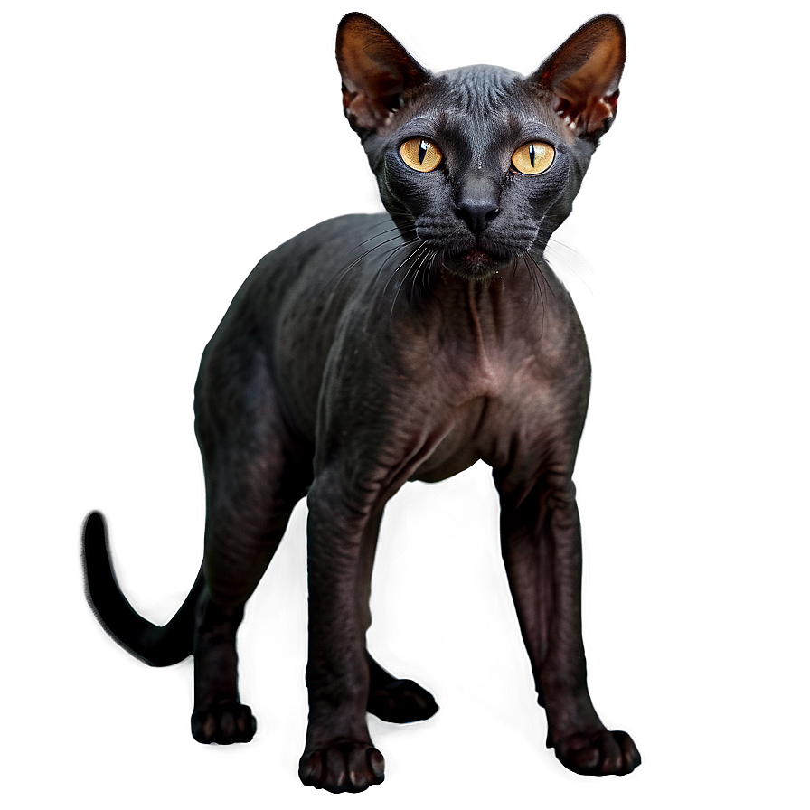 Black Hairless Cat Png Vhw74