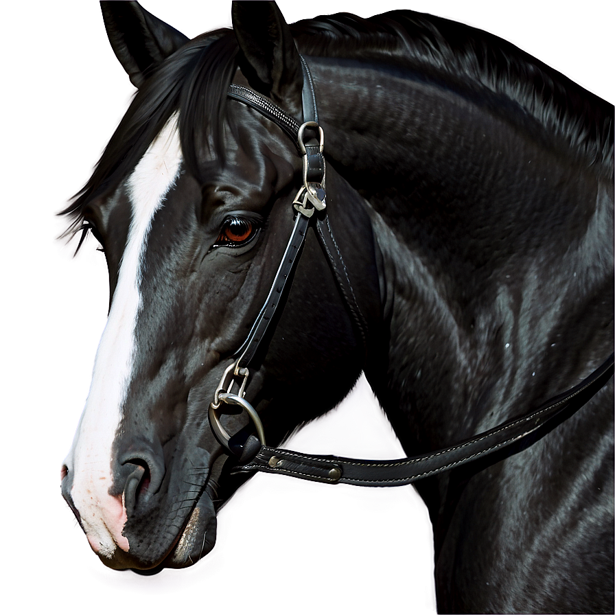 Black Horse Digital Artwork Png Tob