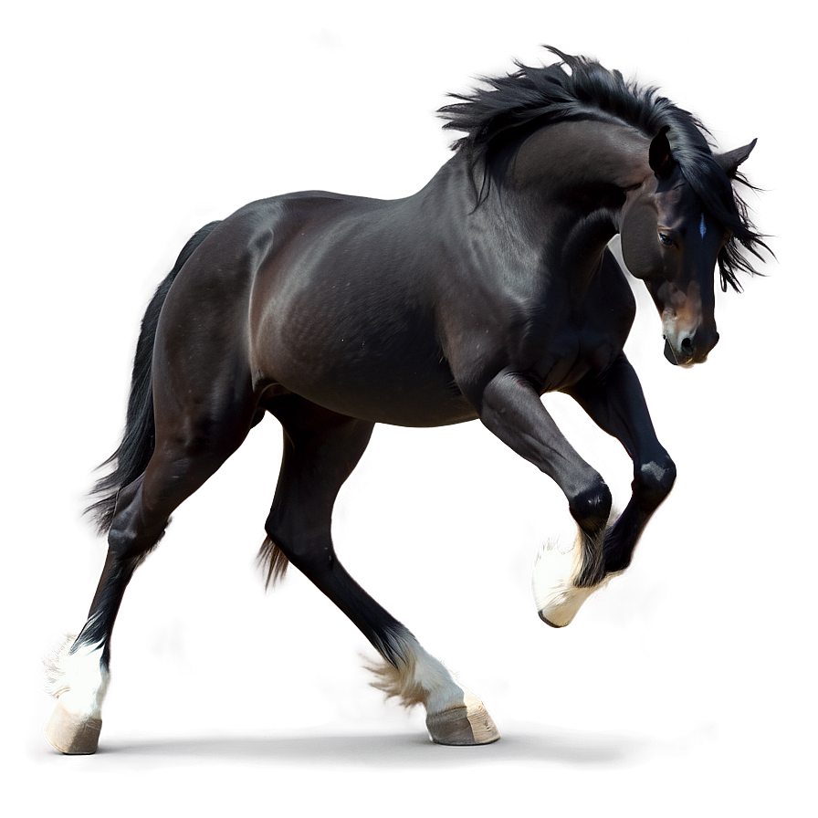 Black Horse With Feathered Hooves Png 54