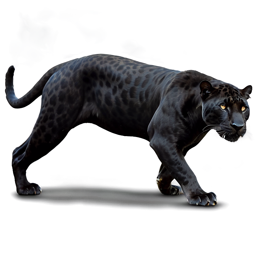 Black Jaguar Png Pmm