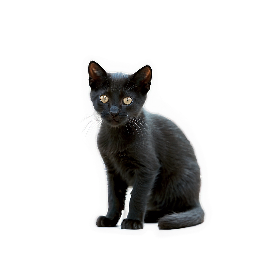 Black Kitten PNG 05232024 PNG with transparent background