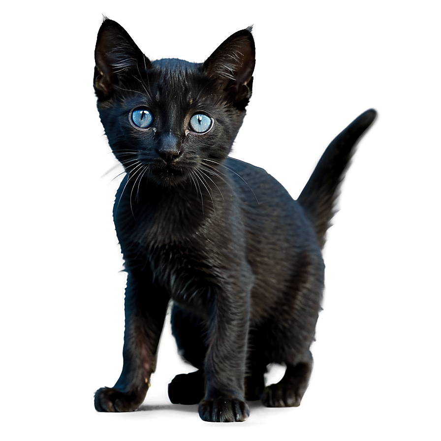 Black Kitten PNG 88 PNG with transparent background