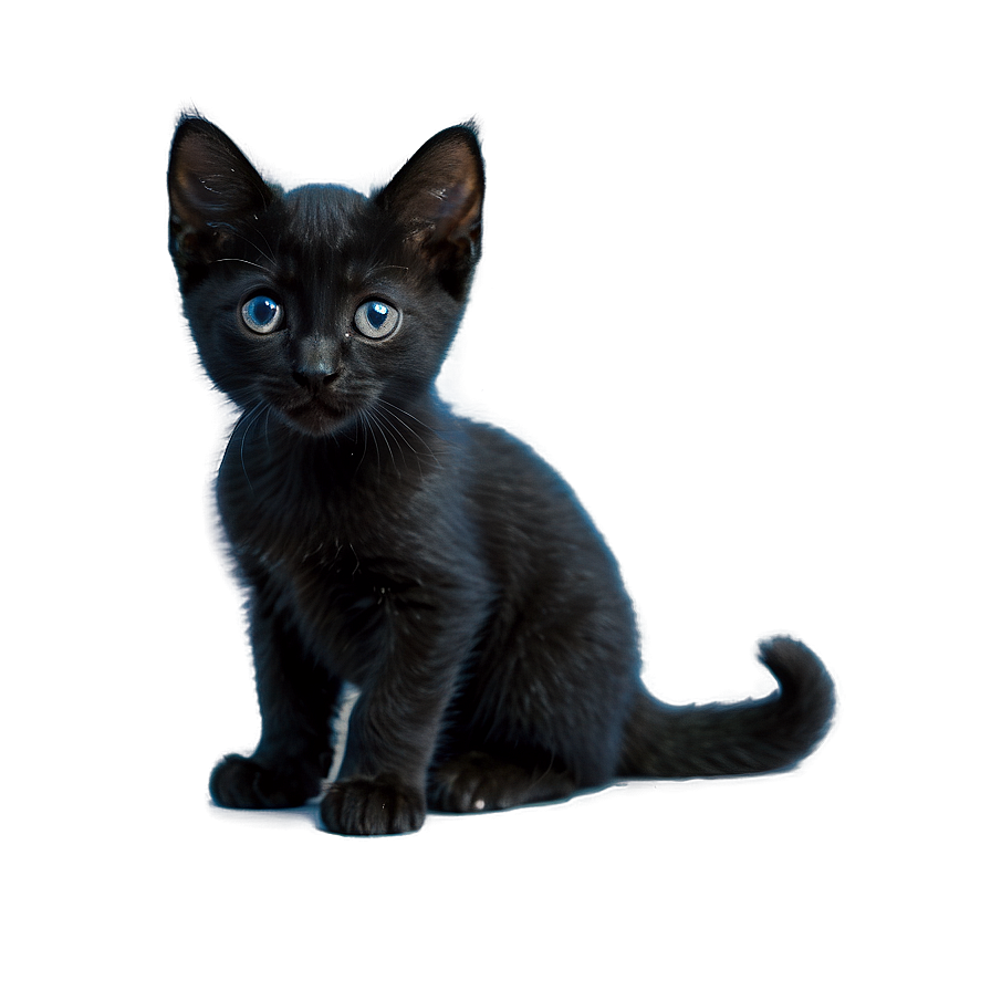 Black Kitten PNG ncs PNG with transparent background