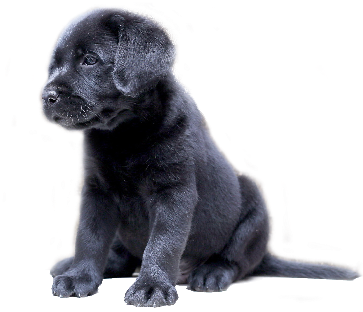 Black Labrador Puppy Sitting Transparent Background