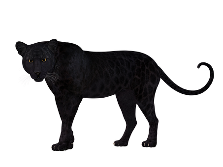 Black Leopard In Darkness PNG with transparent background