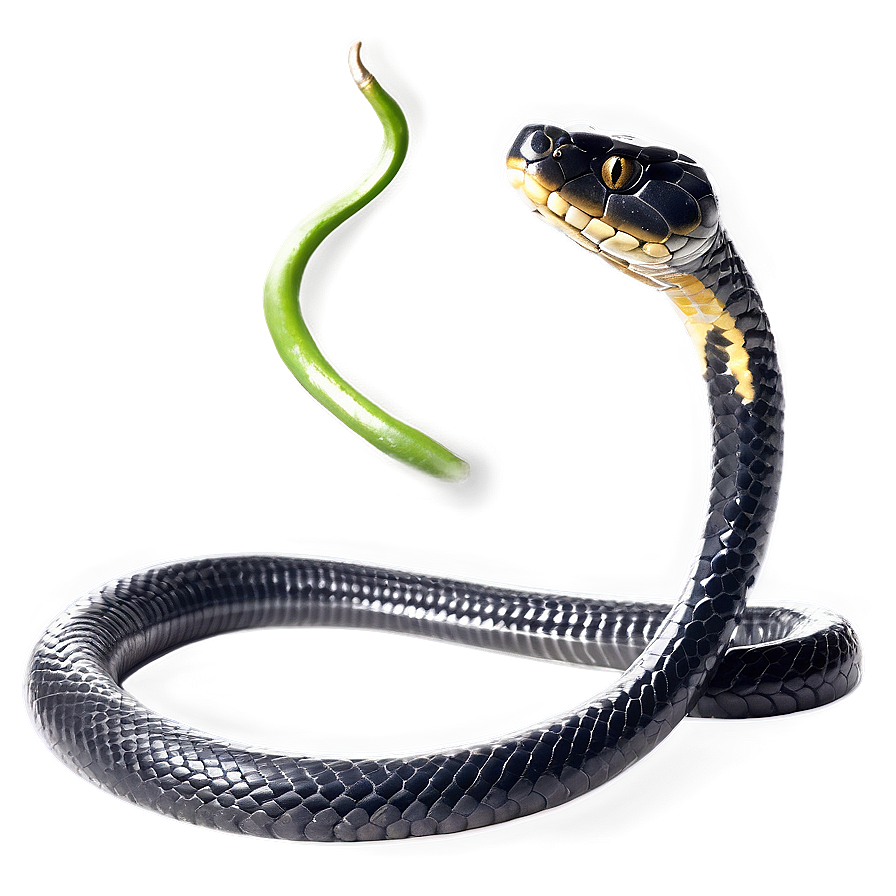 Black Mamba Snake Png 50