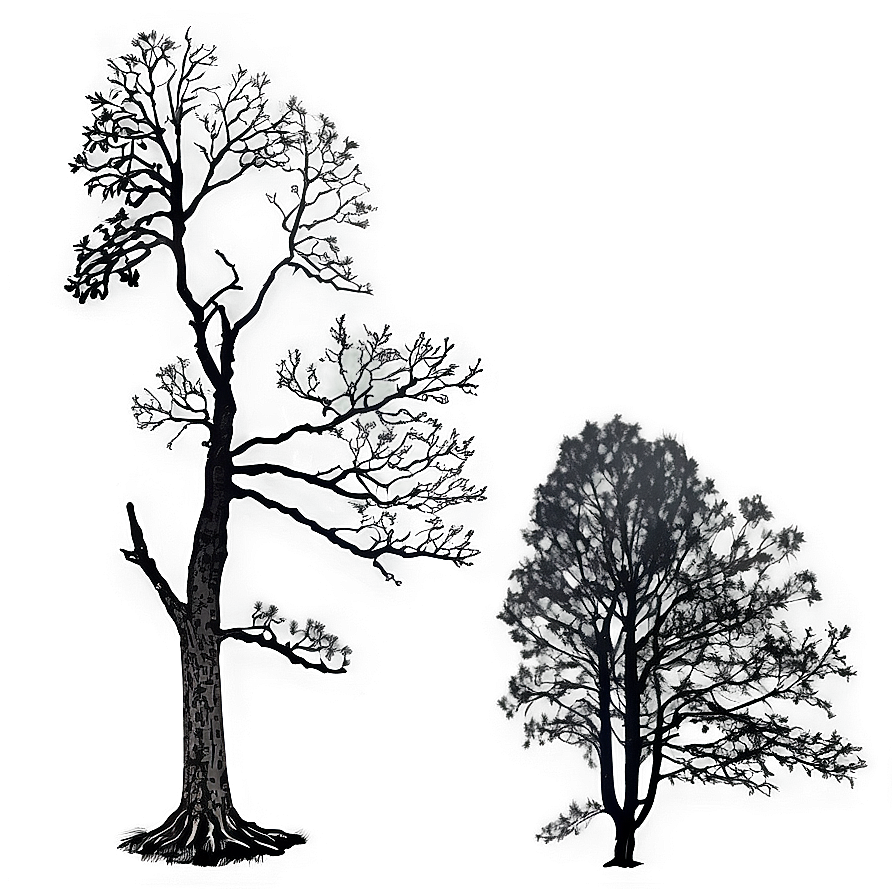 Black Oak Tree Png 25