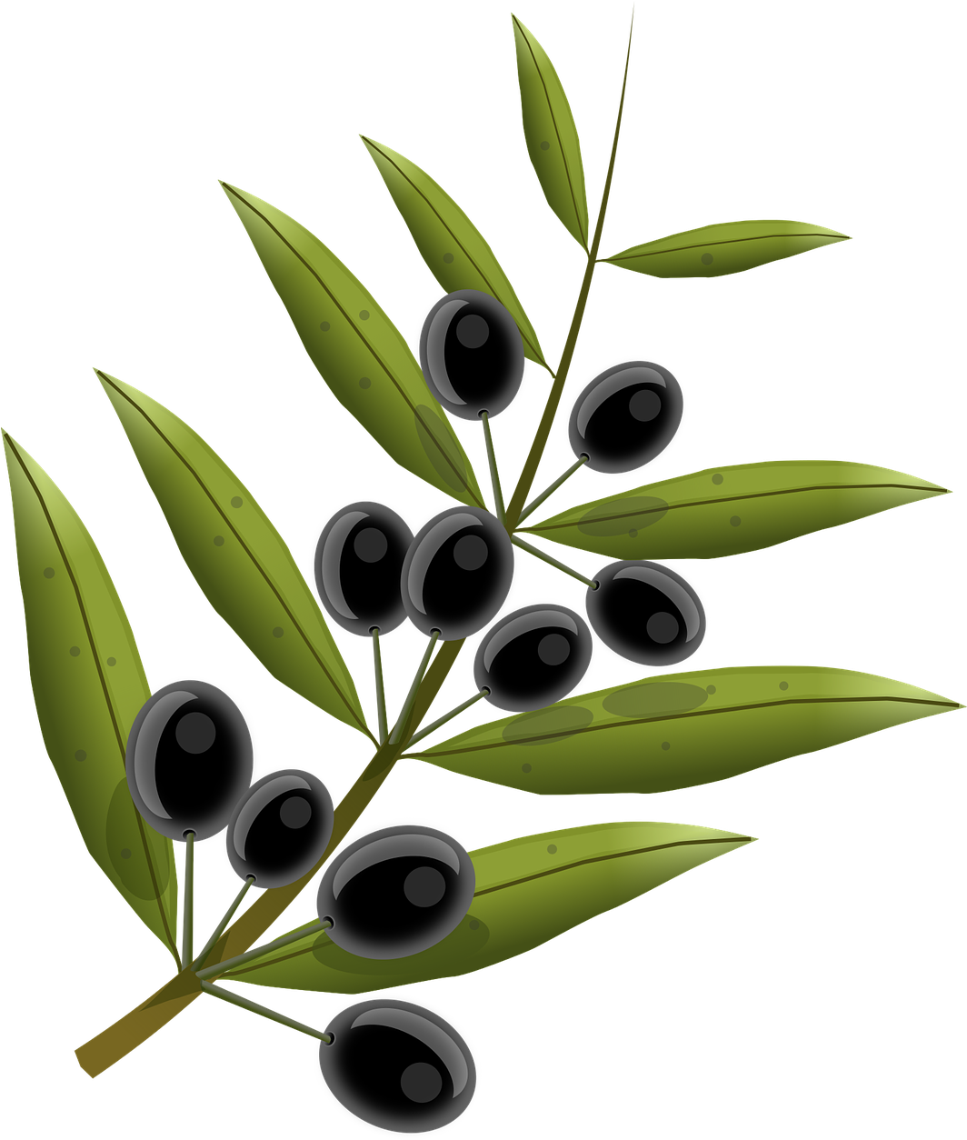 Olive Branch Transparent Background, HD Png Download PNG with transparent background