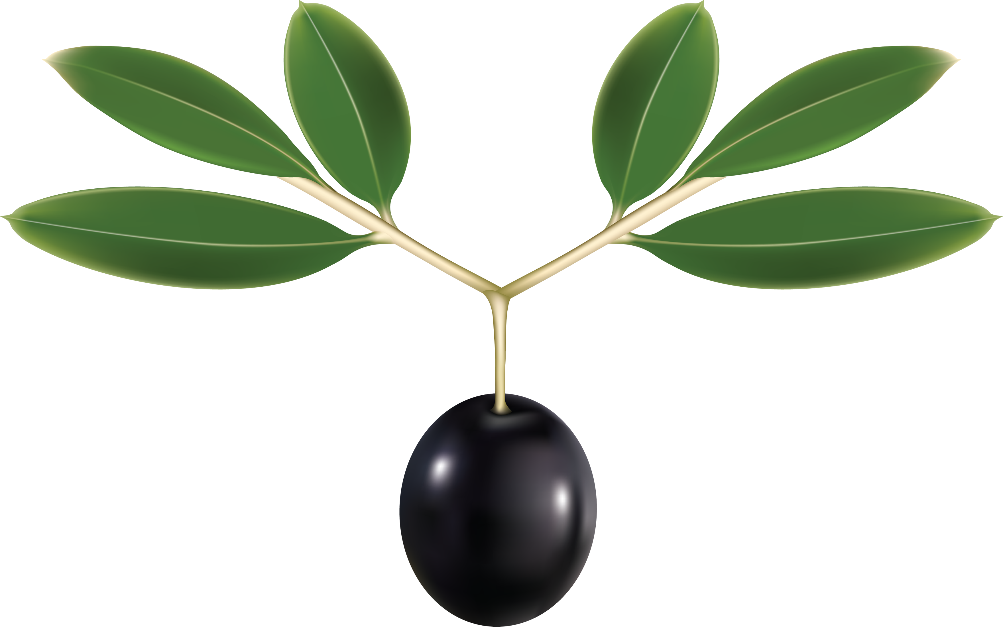 Black Olivewith Leaves Graphic