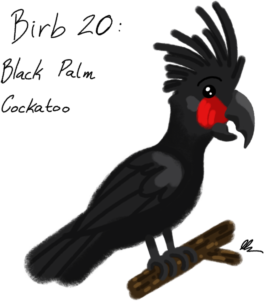 Black Palm Cockatoo Illustration