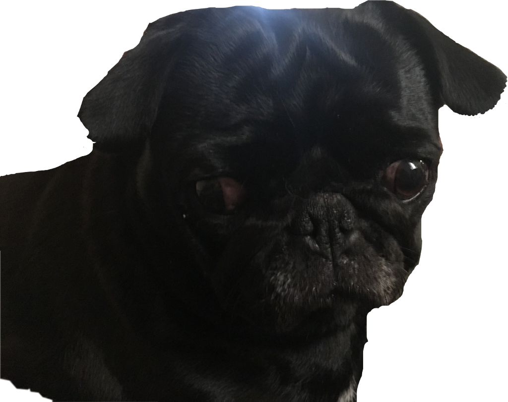 Black Pug Portrait