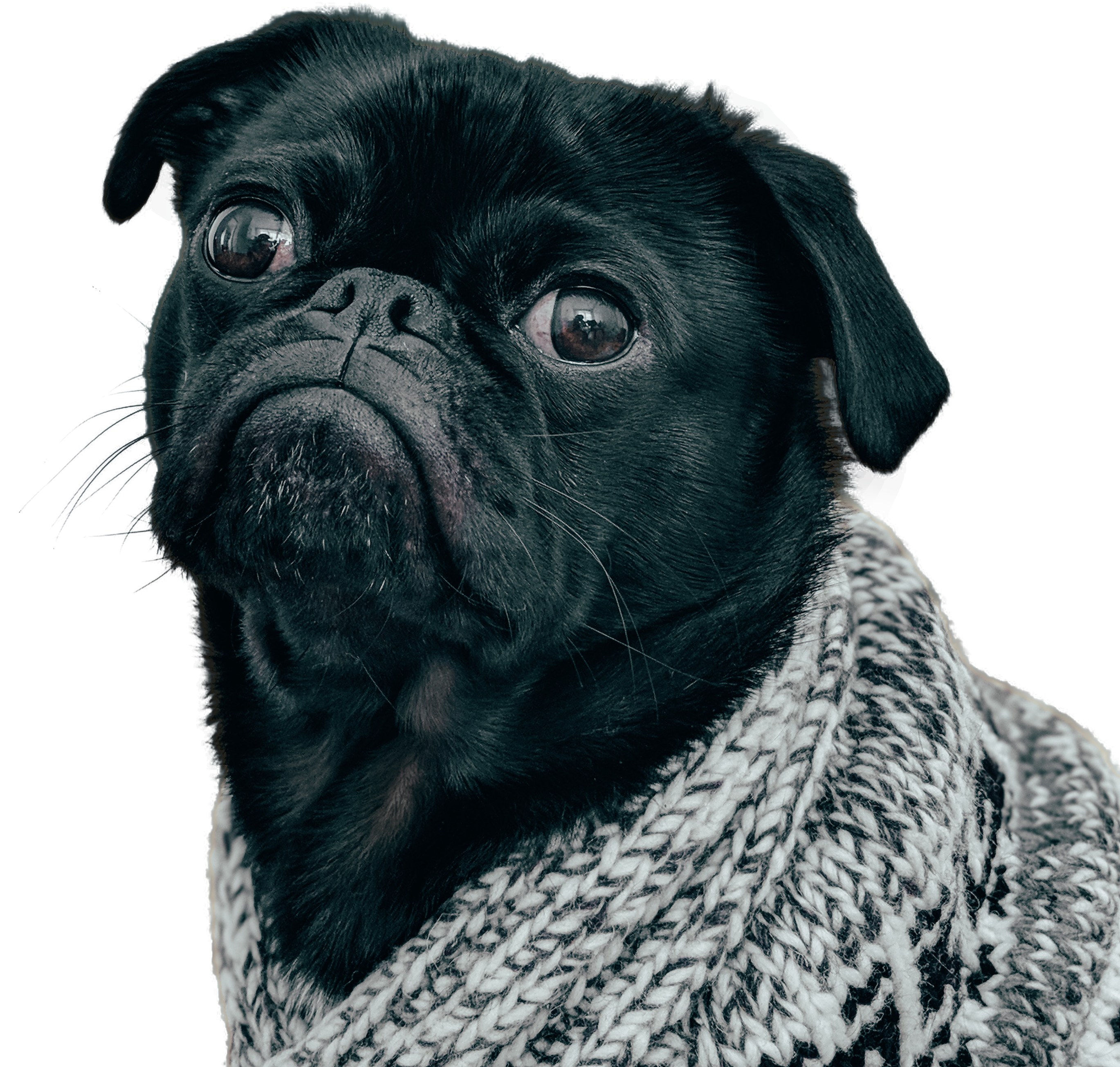 Black Dog Pug With Scarf, HD Png Download PNG with transparent background