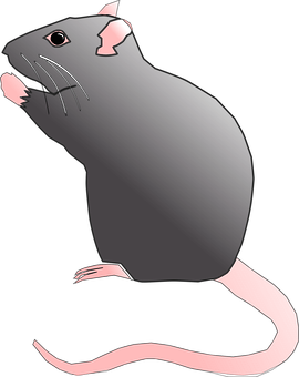 Black Rat Illustration PNG with transparent background