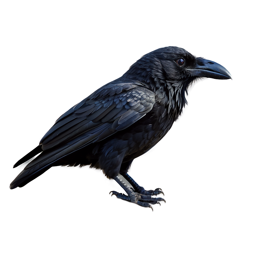 Black Raven Bird PNG 30 PNG with transparent background