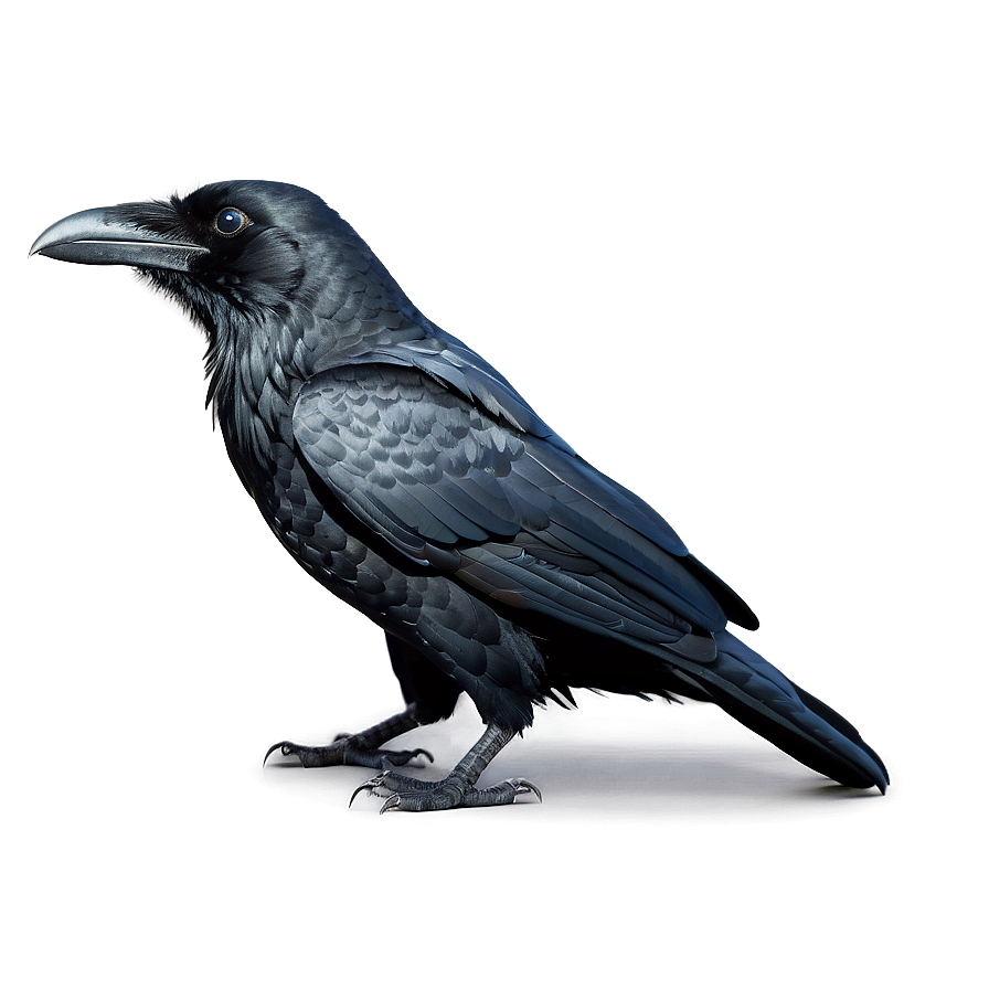 Black Raven Bird PNG mif PNG with transparent background