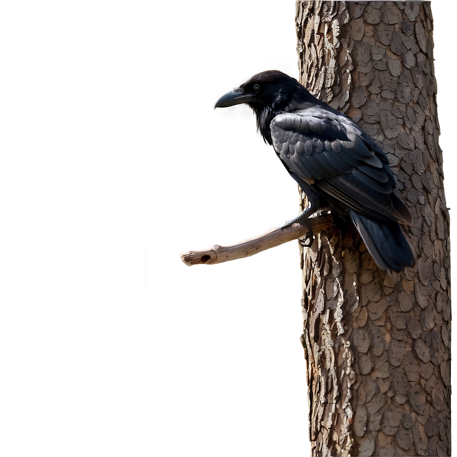 Black Raven On Branch Png Ilu