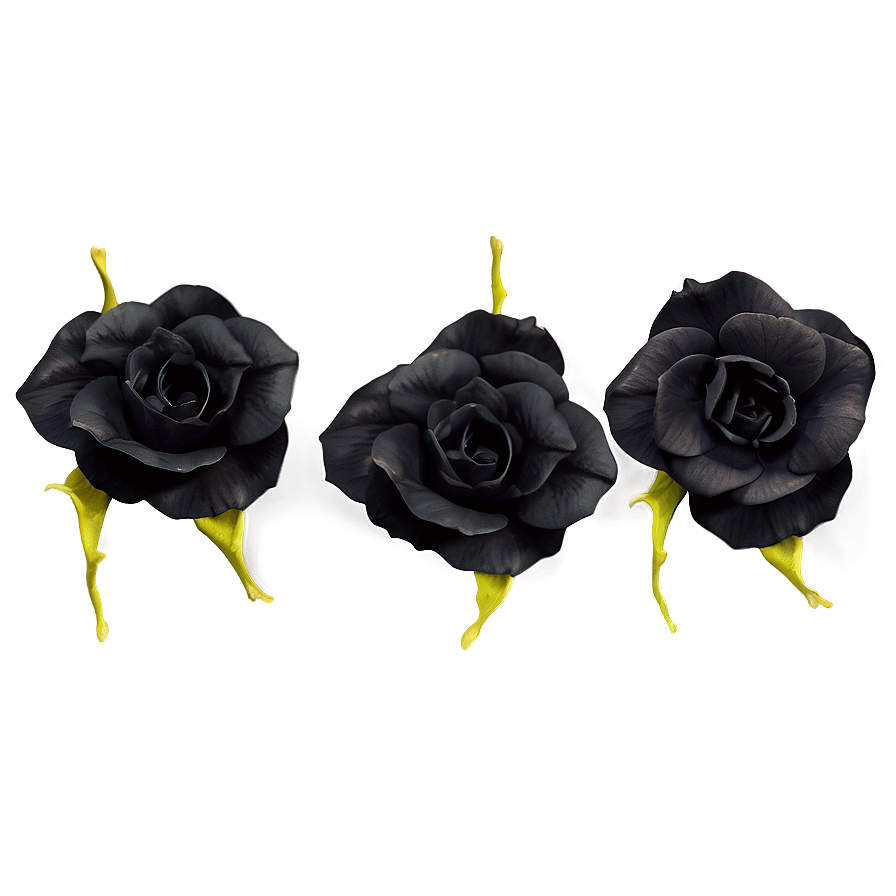 Black Rose Petals Png 05252024